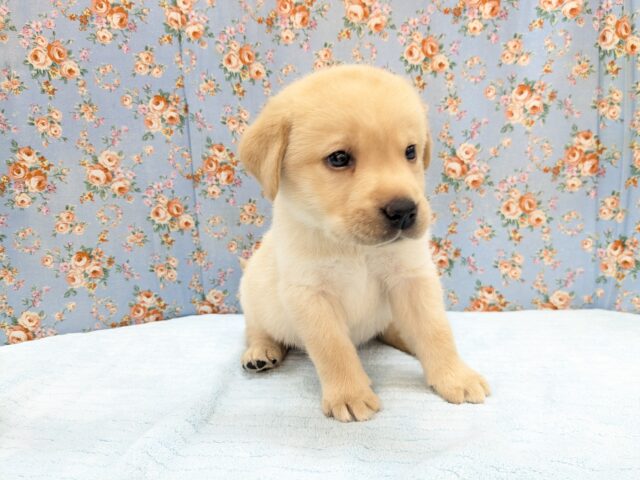 ホックホクだよっ🌟 ラブラドールレトリバーの男のコ 2026/3/27撮影 ラブラドール