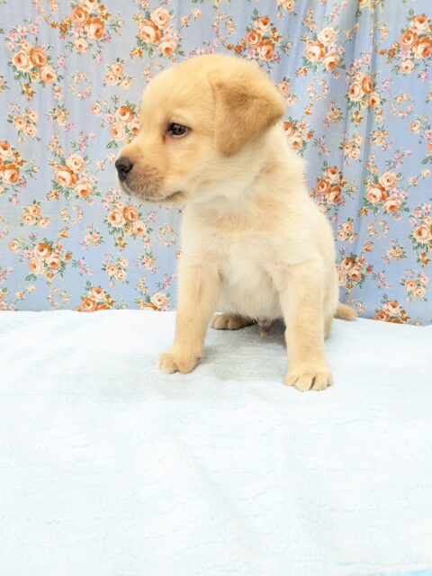 ホックホクだよっ🌟 ラブラドールレトリバーの男のコ 2026/3/27撮影 ラブラドール