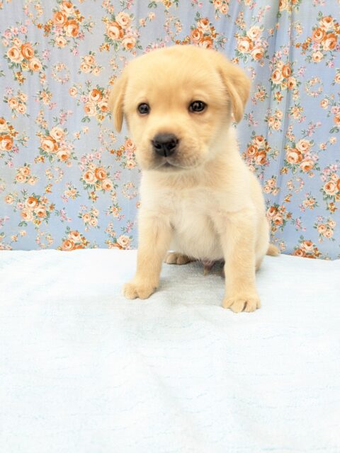 ホックホクだよっ🌟 ラブラドールレトリバーの男のコ 2026/3/27撮影 ラブラドール