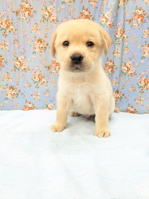 ホックホクだよっ🌟 ラブラドールレトリバーの男のコ 2026/3/27撮影 ラブラドール