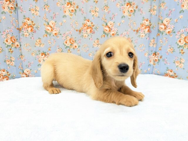 ミニチュアダックス