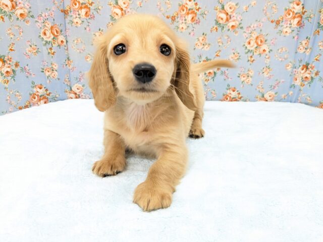 もぅ、キュンキュンです💗　ミニチュアダックスの男のコ　2026/3/27撮影