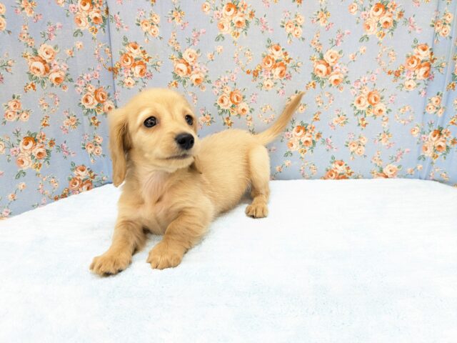 ミニチュアダックス