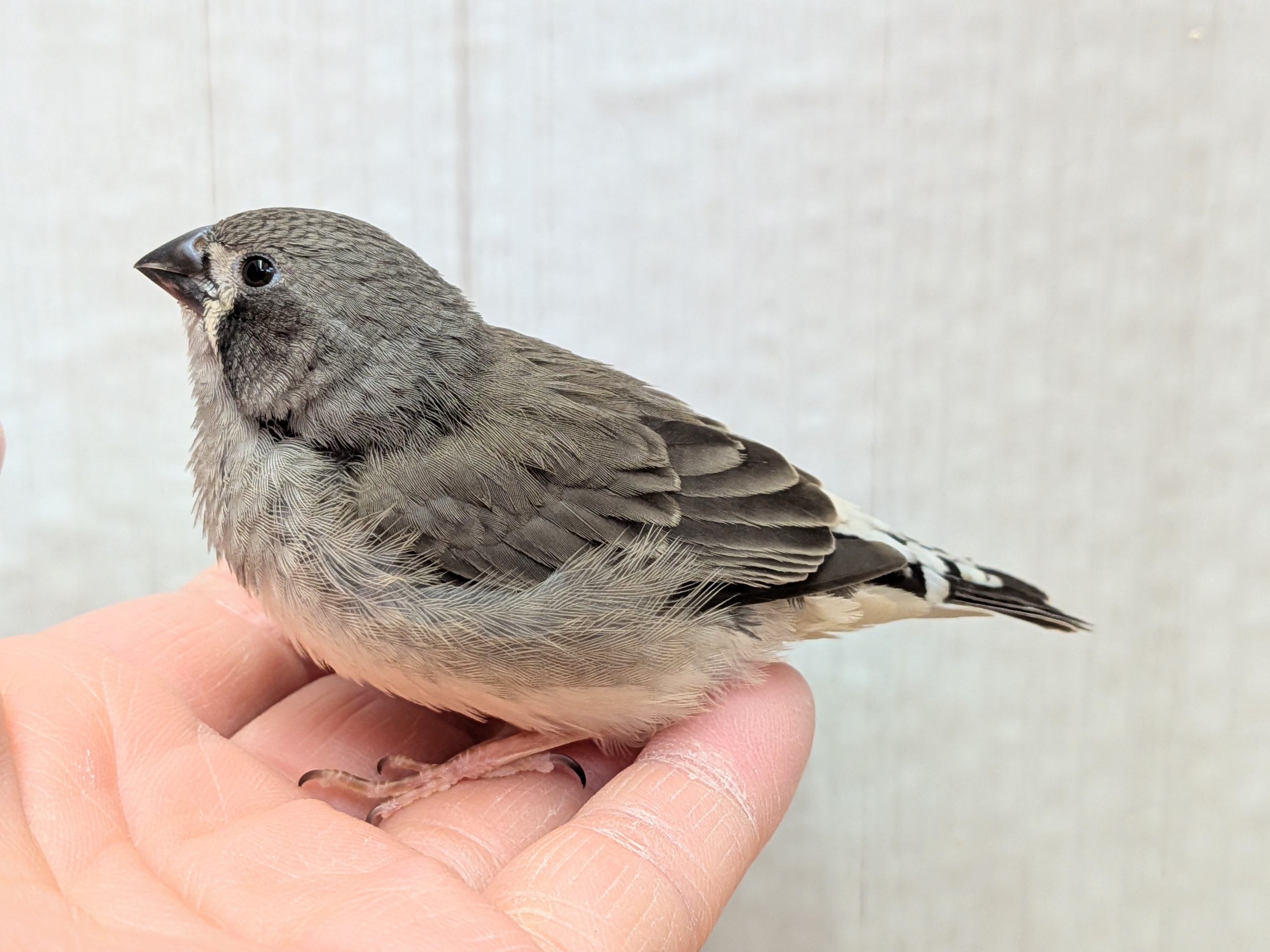 黒いほっぺがチャームポイント✨キンカ鳥ヒナさんブラックチーク🖤 錦花鳥(キンカチョウ)