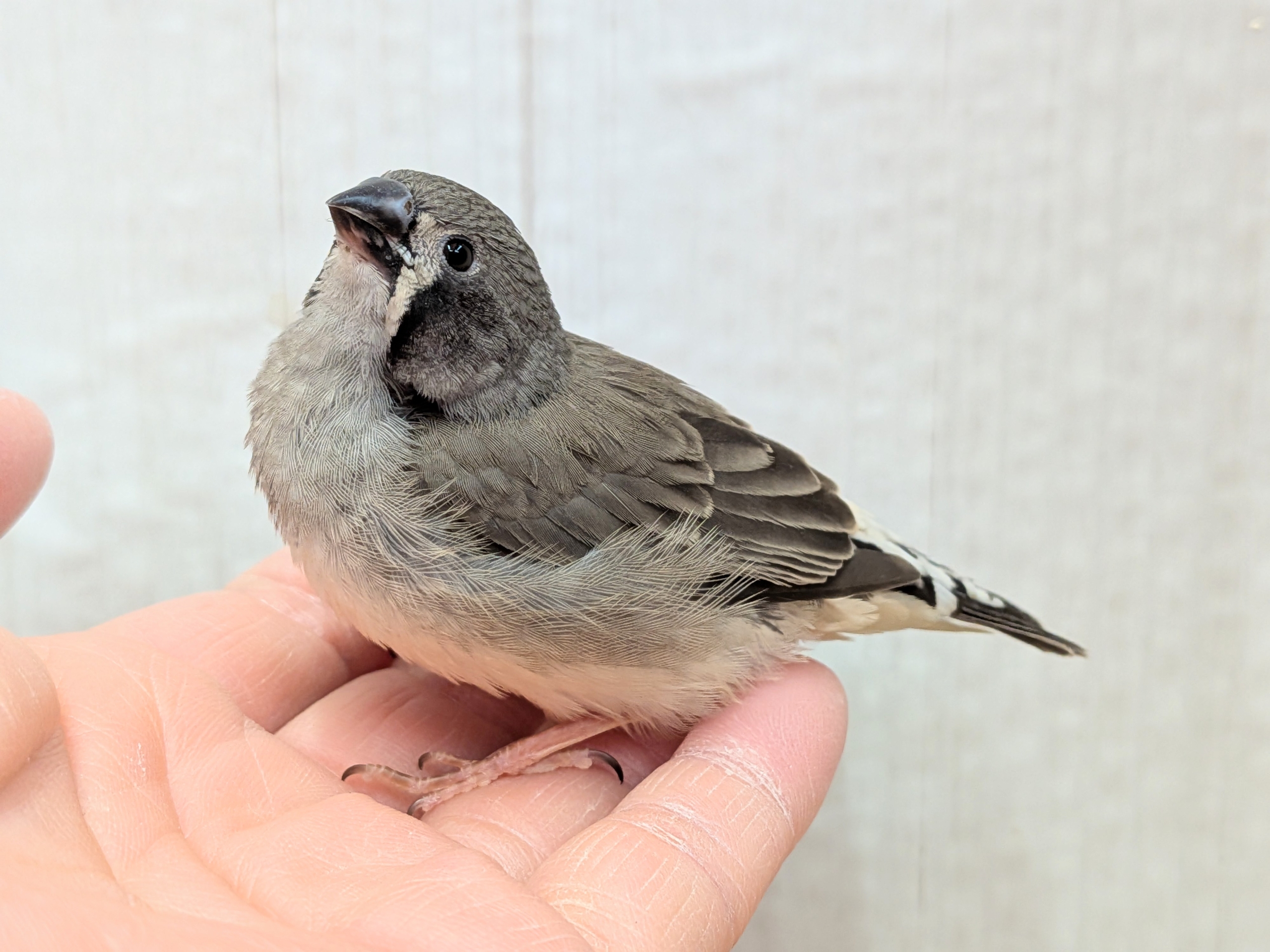 黒いほっぺがチャームポイント✨キンカ鳥ヒナさんブラックチーク🖤 錦花鳥(キンカチョウ)