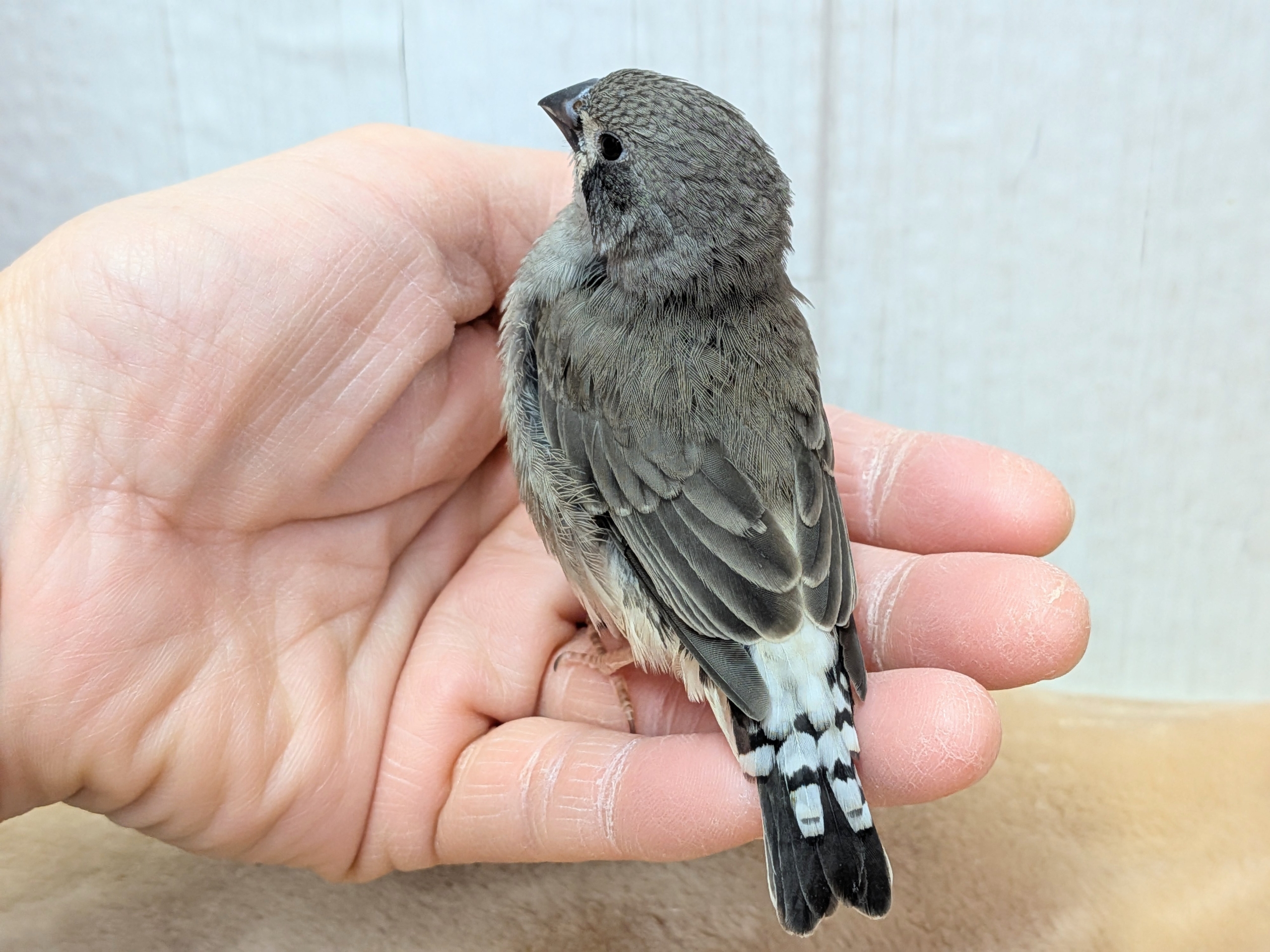 黒いほっぺがチャームポイント✨キンカ鳥ヒナさんブラックチーク🖤 錦花鳥(キンカチョウ)