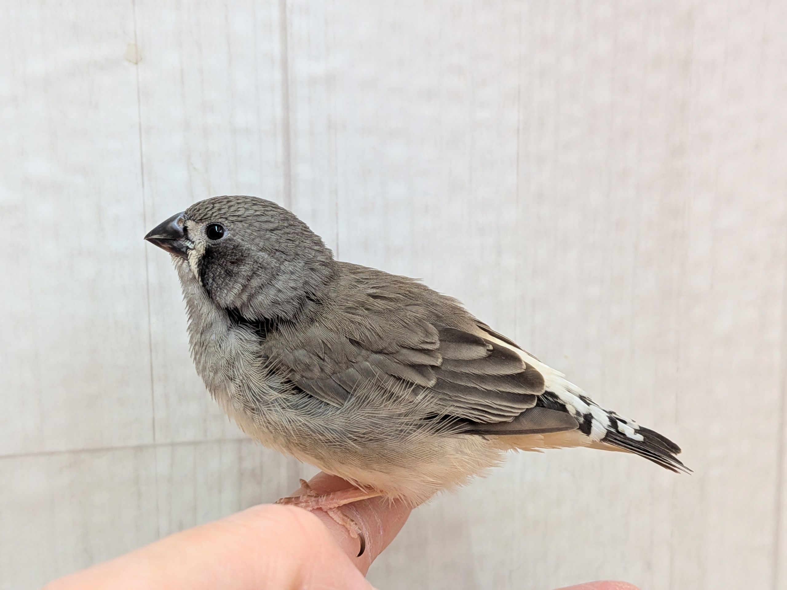 黒いほっぺがチャームポイント✨キンカ鳥ヒナさんブラックチーク🖤 錦花鳥(キンカチョウ)