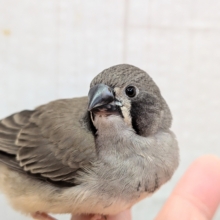 黒いほっぺがチャームポイント✨キンカ鳥ヒナさんブラックチーク🖤
