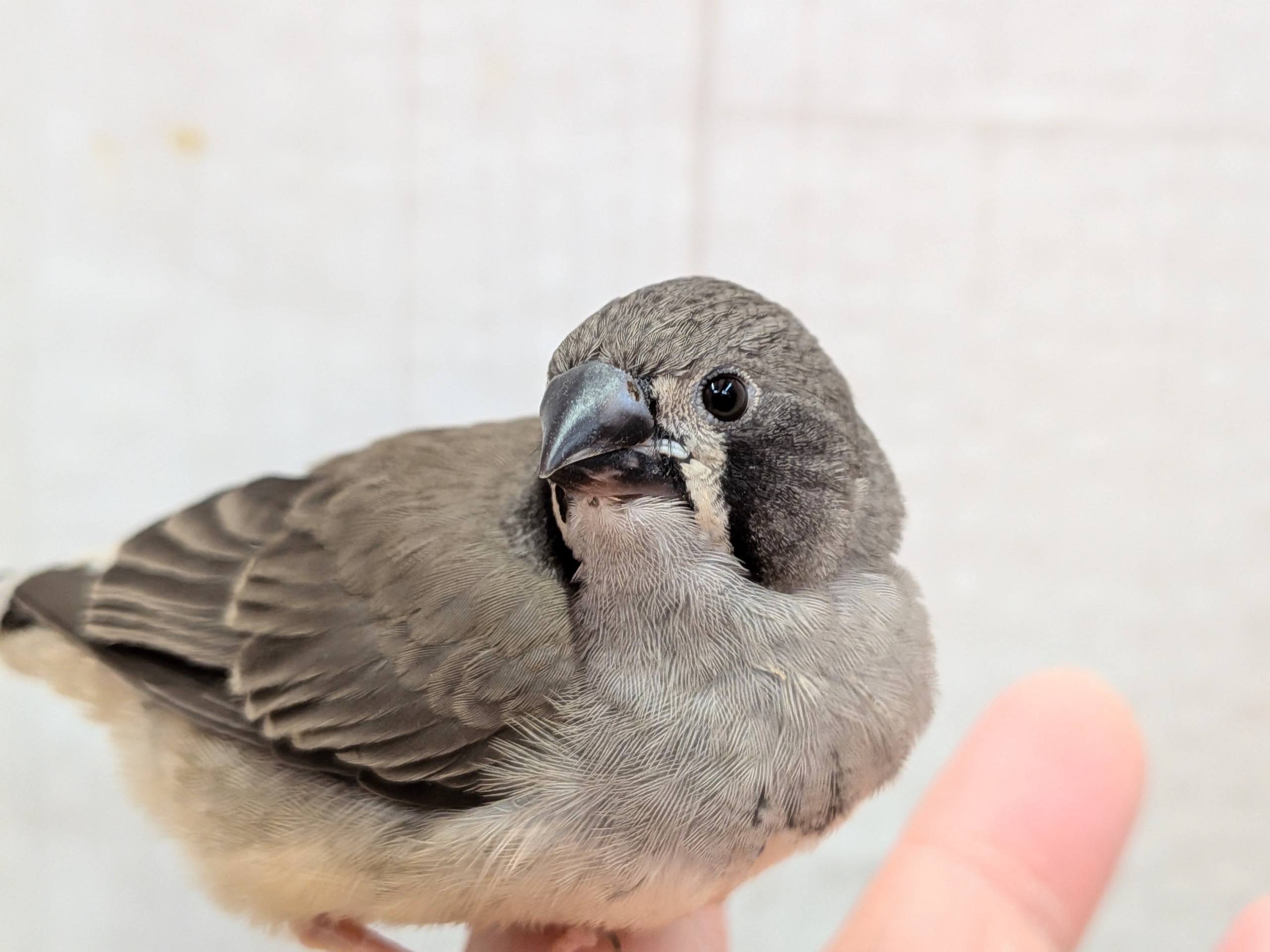 黒いほっぺがチャームポイント✨キンカ鳥ヒナさんブラックチーク🖤