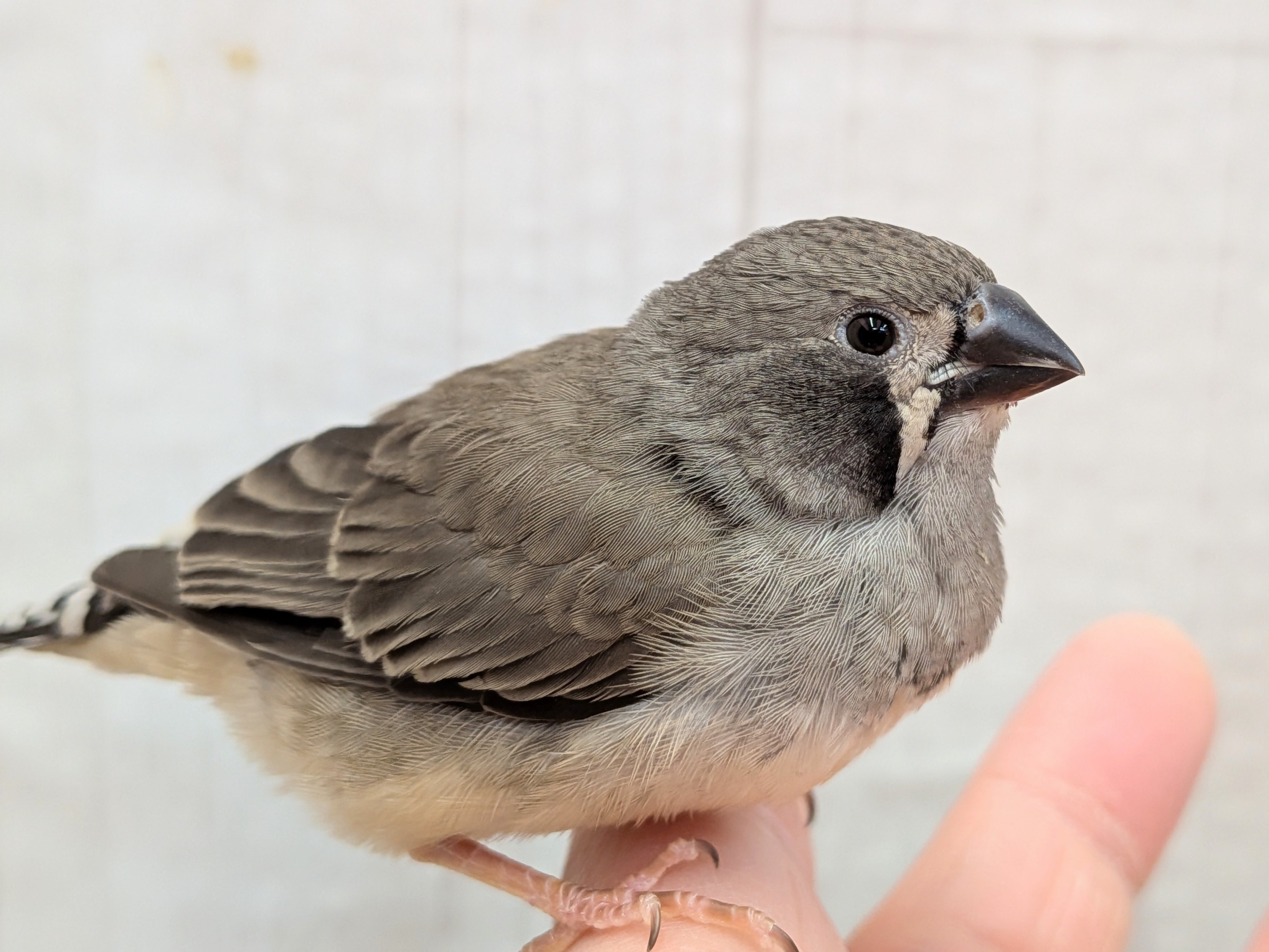 黒いほっぺがチャームポイント✨キンカ鳥ヒナさんブラックチーク🖤 錦花鳥(キンカチョウ)