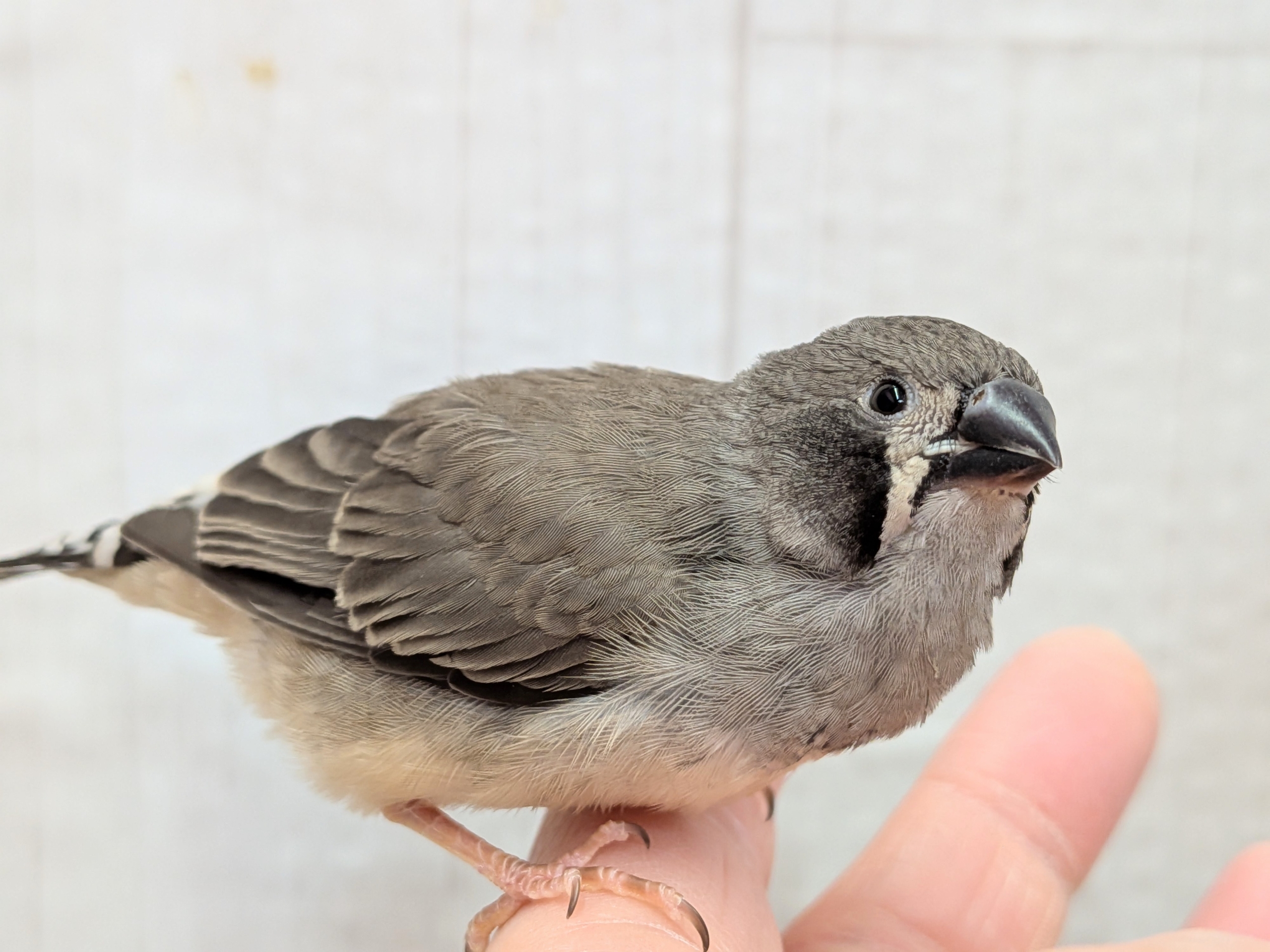 黒いほっぺがチャームポイント✨キンカ鳥ヒナさんブラックチーク🖤 錦花鳥(キンカチョウ)