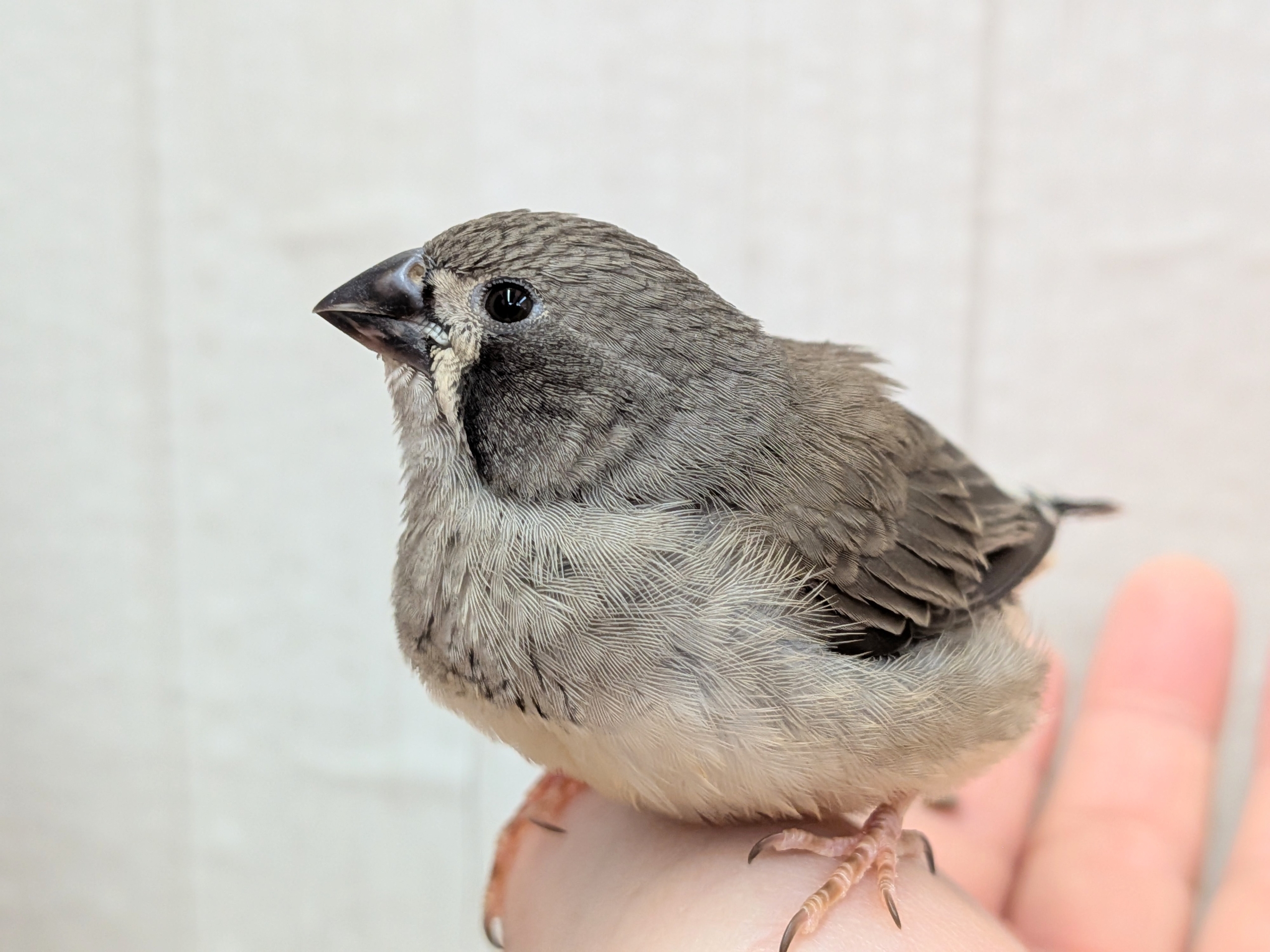 黒いほっぺがチャームポイント✨キンカ鳥ヒナさんブラックチーク🖤 錦花鳥(キンカチョウ)