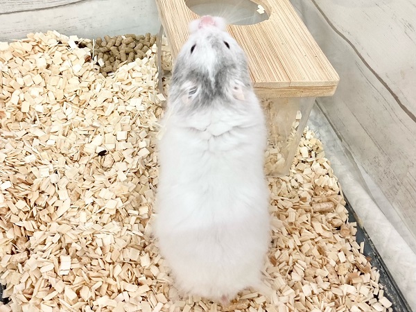 ゴールデンハムスター