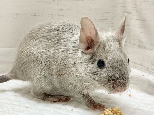 デグー(シルバーブルー) 女の子 控えめだけど馴れる予感!キラキラ輝くレアカラー☆ デグー