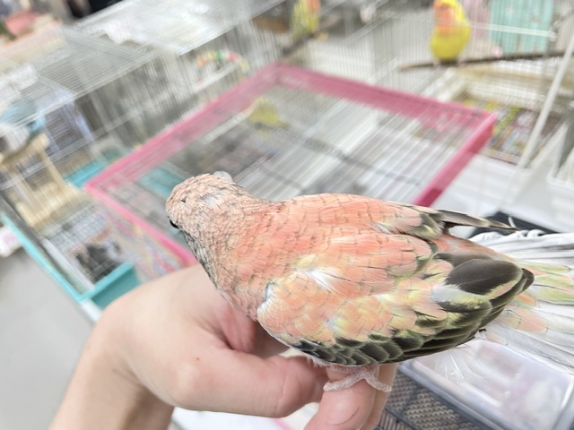 アキクサインコ（秋草インコ）