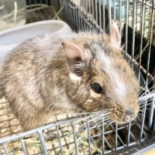 最新画像！デグー（パイド）　カキカキ大好き♪BIGボディな男の子！