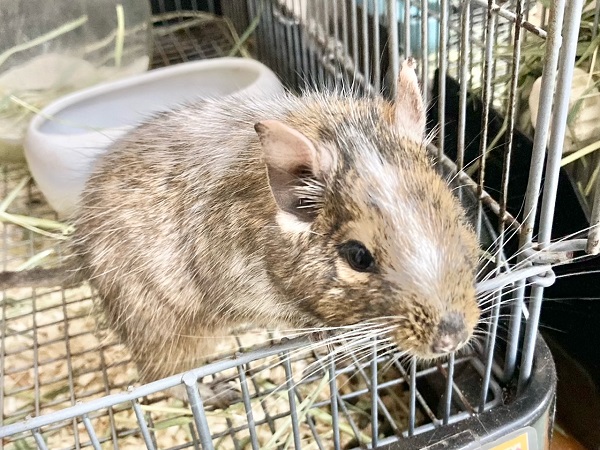 最新画像！デグー（パイド）　カキカキ大好き♪BIGボディな男の子！