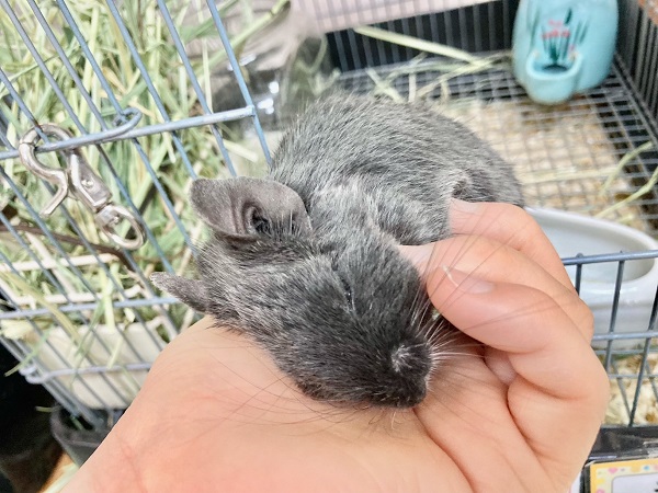 デグー