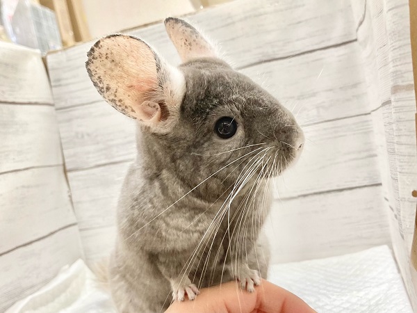 チンチラ