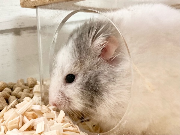 ゴールデンハムスター