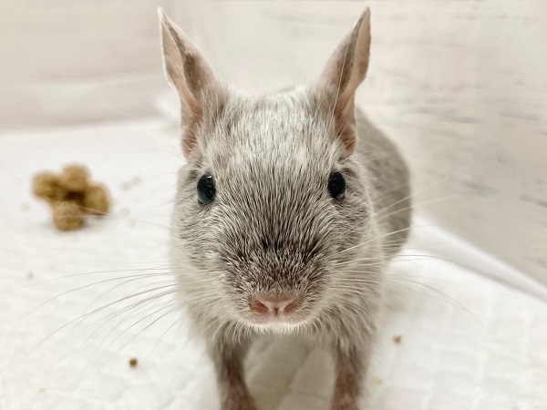 デグー(シルバーブルー) 女の子 控えめだけど馴れる予感!キラキラ輝くレアカラー☆ デグー