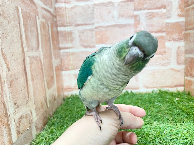 ウロコインコ