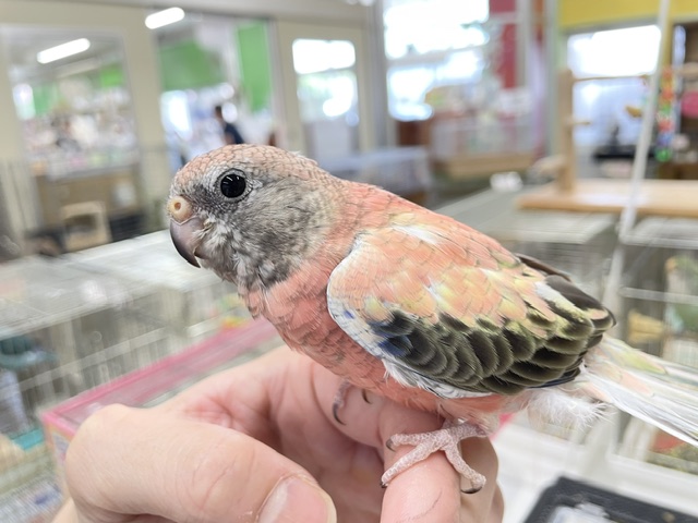 アキクサインコ（秋草インコ）