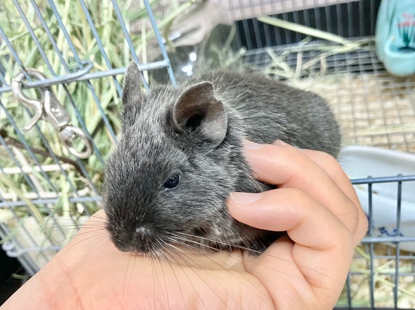 デグー