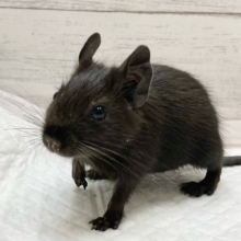 デグー（ブラック）　女の子　ぐいぐい来ます！漆黒のつやつやボディちゃん♪