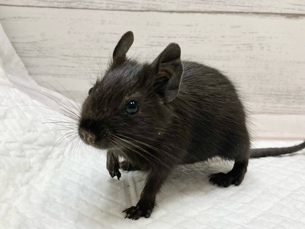 デグー（ブラック）　女の子　ぐいぐい来ます！漆黒のつやつやボディちゃん♪