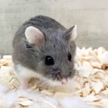 ロボロフスキーハムスター（ブルー）　男の子　ぱっちりおめめのかわいい子です！