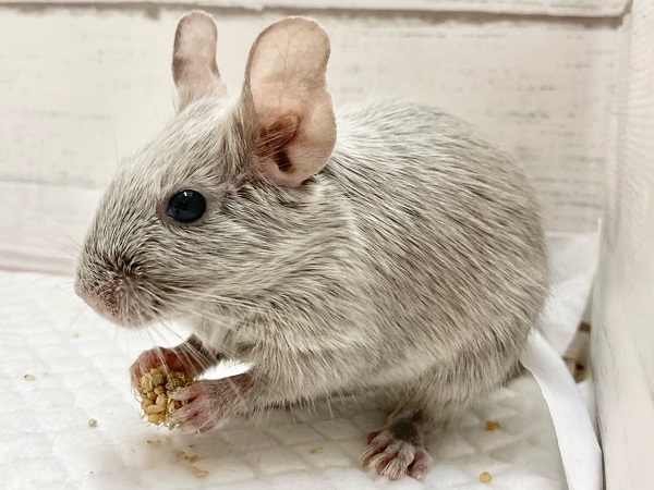 デグー(シルバーブルー) 女の子 控えめだけど馴れる予感!キラキラ輝くレアカラー☆ デグー