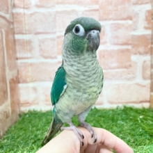 青色の美鳥ちゃん登場🔥🔥🔥　ホオミドリウロコインコの“ブルー”カラー☆