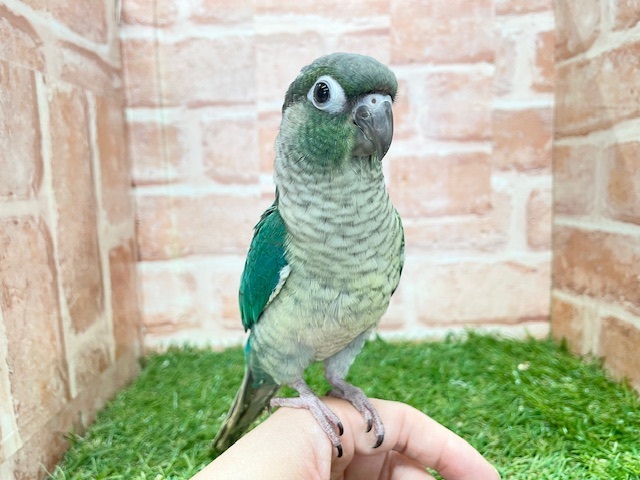 青色の美鳥ちゃん登場🔥🔥🔥　ホオミドリウロコインコの“ブルー”カラー☆