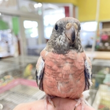 薔薇のように美しいカラーの鳥さんがやってきましたよ〜🌹🌹　アキクサインコ(ローズ)