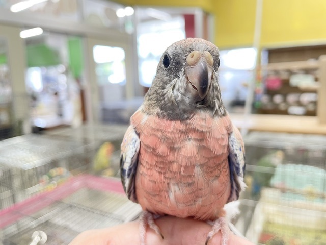薔薇のように美しいカラーの鳥さんがやってきましたよ〜🌹🌹　アキクサインコ(ローズ)
