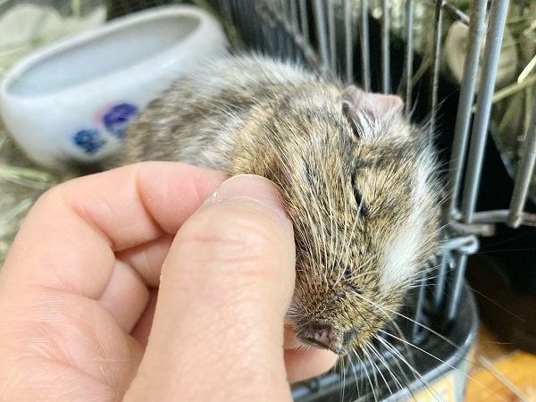 デグー