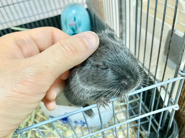デグー
