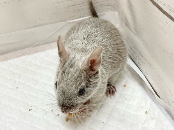 デグー(シルバーブルー) 女の子 控えめだけど馴れる予感!キラキラ輝くレアカラー☆ デグー