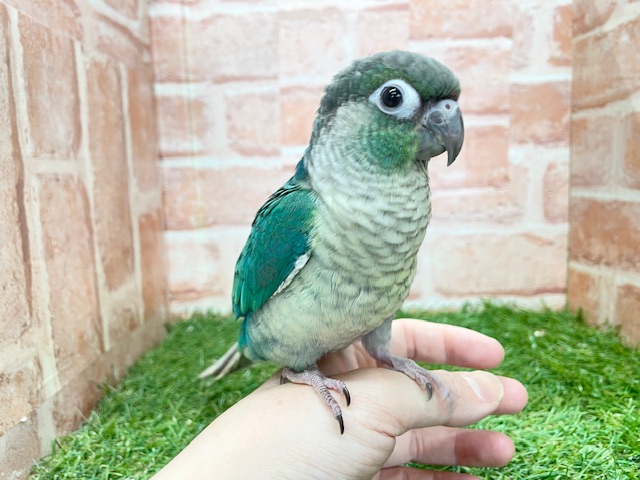 ウロコインコ