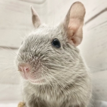 デグー（シルバーブルー）　女の子　控えめだけど馴れる予感！キラキラ輝くレアカラー☆