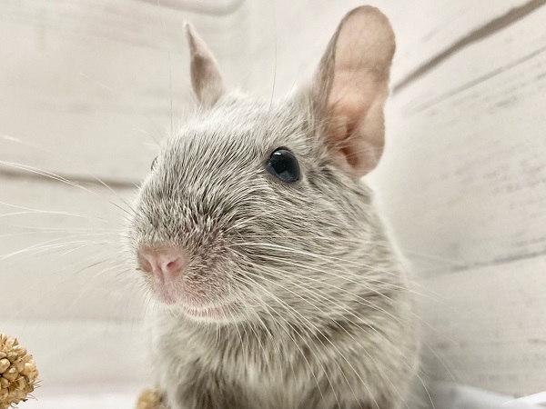 デグー(シルバーブルー) 女の子 控えめだけど馴れる予感!キラキラ輝くレアカラー☆ デグー(シルバーブルー) 女の子 控えめだけど馴れる予感!キラキラ輝くレアカラー☆