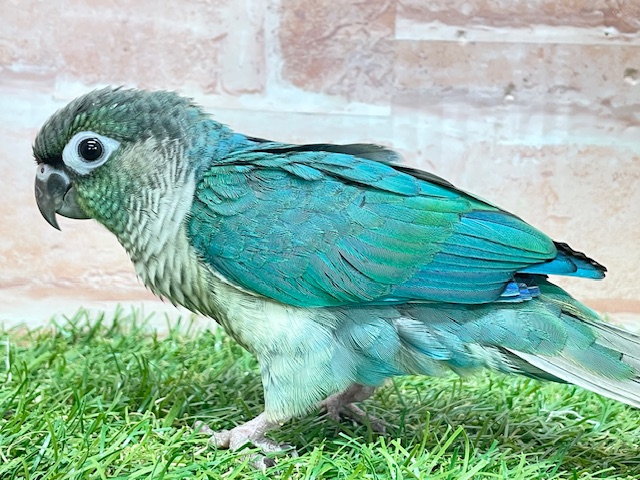 ウロコインコ