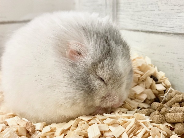 ゴールデンハムスター