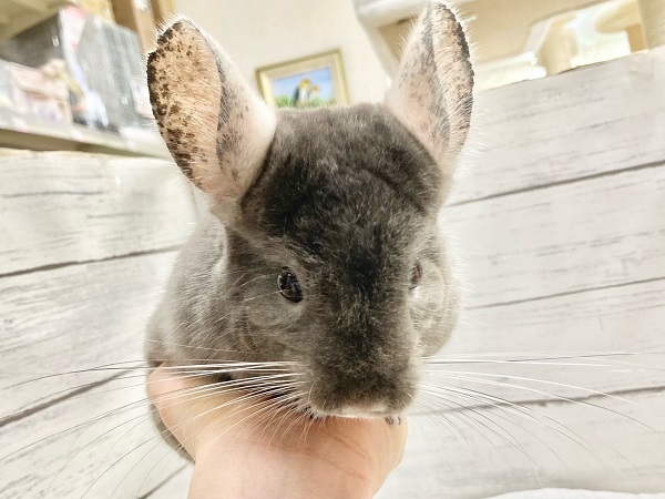 チンチラ