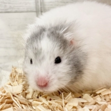 最新画像！セーブルハムスター（バンデット）　丸まってると雪だるまみたい♪