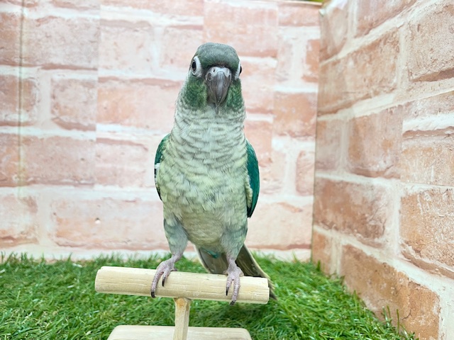 ウロコインコ
