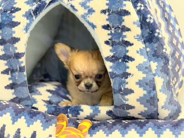 チワワ