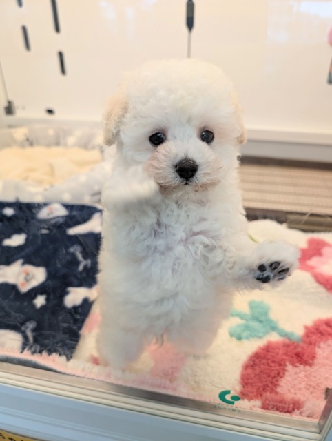 メェ~メェ~羊じゃないよ? トイプードルの女のコ 2026/4/12撮影 トイプードル