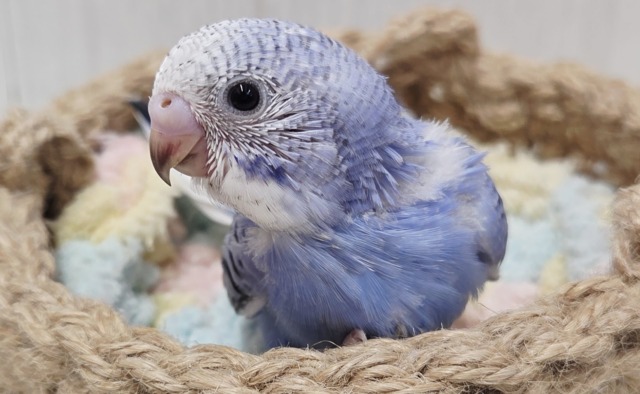 ブルーオパーリンの可愛い子ちゃん来ております！